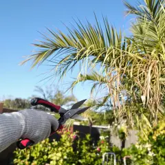 Main tenant des ciseaux, une main gantée s'apprête à tailler un palmier. Le ciel bleu et le jardin en arrière-plan suggèrent une journée idéale pour planter un palmier.