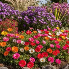 Un tapis de fleurs d'automne aux couleurs vives : roses, rouges, oranges, jaunes et blancs, bordé de rochers.