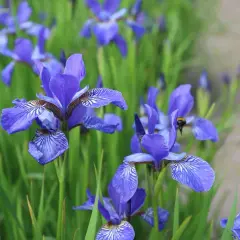 Un champ d'iris fleur bleus, avec une abeille butinant sur l'une d'elles.