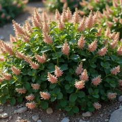 Un buisson de ceanothe rampant aux fleurs roses pâles, avec des feuilles vertes foncées et un sol caillouteux.