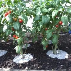 Des plants de tomates bien garnis de fruits rouges, prêts à être récoltés. Quel engrais pour les tomates afin d'obtenir une telle abondance ?