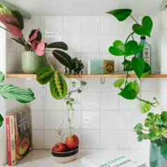 Plusieurs plantes décorent cette étagère de salle de bain, apportant une touche de verdure à cet espace.