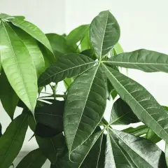 Gros plan sur les feuilles vertes et lustrées d'un pachira aquatica, une plante d'intérieur populaire.