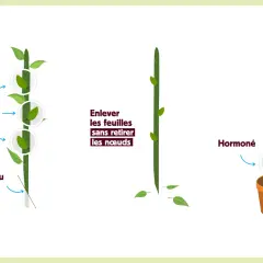 Illustration montrant les étapes du bouturage : nœuds, coupe en biseau, retrait des feuilles et hormonage.
