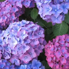 Gros plan sur des hortensias aux teintes bleutées et rosées. La taille de ces fleurs est impressionnante, formant de belles boules colorées.