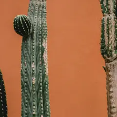 Plusieurs cactus aux formes variées se dressent devant un mur ocre, apportant une touche désertique à une ambiance de chambre.