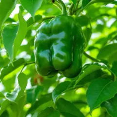 Gros poivron vert brillant suspendu à un pied de poivron, entouré de feuilles luxuriantes.