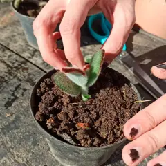 Mains manipulant une jeune pousse pour bouturer kalanchoe. Le petit plant est dans un pot rempli de terreau.
