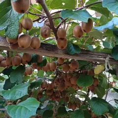 Des kiwis mûrs pendent en grappes sous des feuilles vertes, sur une structure en bois. La distance entre kiwi mâle et femelle est visible par la disposition des fruits.