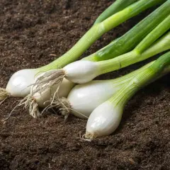 Oignons blancs prêts à être plantés dans la terre. Le moment idéal pour savoir quand repiquer les oignons blancs est arrivé.