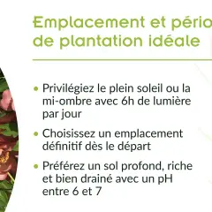 Gros plan sur de magnifiques pivoines roses et jaunes. Conseils pour le planter pivoine : soleil, sol drainé, espacement.