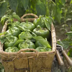 Panier rempli de poivrons verts frais, prêts pour la récolte. La culture poivron est à son apogée, avec des légumes brillants et sains.