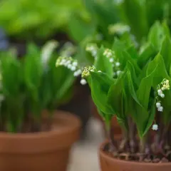 Des plants de muguet en pot, prêts à être replantés. Leurs clochettes blanches annoncent le printemps.