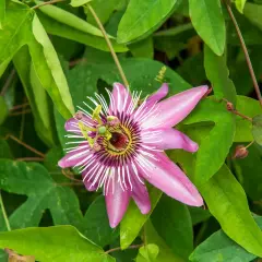 Magnifique passiflore en pleine floraison, ses pétales roses et blancs éclatants se détachent sur le feuillage vert luxuriant.