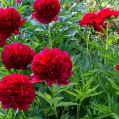 Un parterre de pivoines rouges éclatantes, une belle plante d'été aux pétales luxuriants.