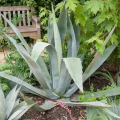 Une grande plante agave se dresse fièrement au milieu d'un jardin luxuriant, avec un banc en bois en arrière-plan.
