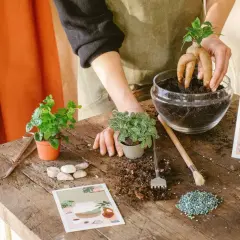 Création d'un terrarium plante diy : une main place une plante aux racines étranges dans un bocal en verre rempli de terre.