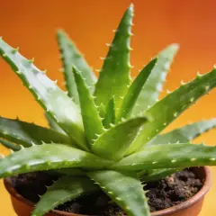 Gros plan d'une plante d'aloe vera verte et succulente dans un pot en terre cuite, prête pour son rempotage.