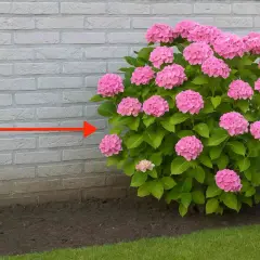Un hortensia rose luxuriant près d'un mur de briques. La distance idéale pour planter un hortensia d'un mur est indiquée par une flèche rouge.