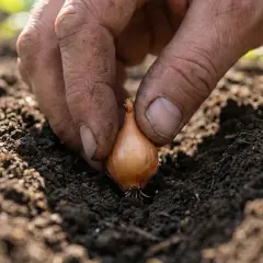 Main d'un jardinier plantant un bulbe d'oignon dans la terre. Début de la plantation oignon pour une récolte future.