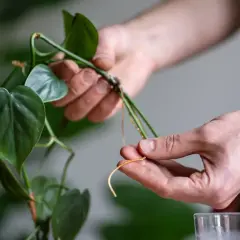 Des racines aériennes sur une tige de plante verte, prête à être bouturée dans l'eau. Idéal pour savoir quelles sont les plantes que l'on peut bouturer dans l'eau.