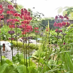 Un jardin luxuriant avec des plantes vertes d'extérieur, des fleurs roses vives et des graminées près d'un petit bassin avec une fontaine.
