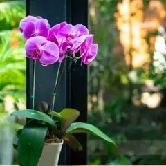 Une belle orchidée rose aux pétales délicats, posée sur un rebord de fenêtre, avec un jardin verdoyant en arrière-plan.