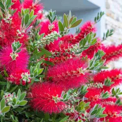 Fleurs rouges vives de rince bouteille, ressemblant à des brosses, avec des feuilles vertes.