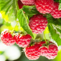 Gros plan sur des framboises rouges mûres sur une branche, prêtes à être cueillies. Un délice à planter framboisier.