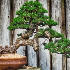 Un bonsaï pin aux branches courbées et au tronc noueux, dans un pot en terre cuite, sur fond de bois vieilli.