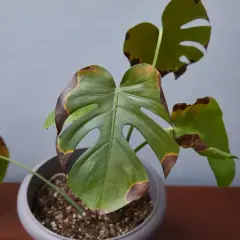 Plante d'intérieur avec des feuilles vertes et des bords bruns, signe de **plantes feuilles jaunes** et de stress.