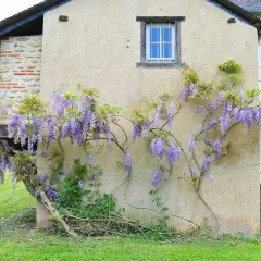 Une glycine en fleurs s'enroule sur un mur de maison. On imagine la bouturer une glycine dans l'eau pour la multiplier.