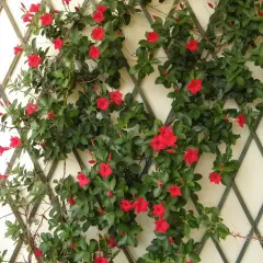 Dipladenia aux fleurs rouges éclatantes grimpant sur un treillage. Ses feuilles vertes luxuriantes rappellent la fraîcheur d'un gel apaisant.