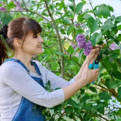 Une femme taille un lilas en fleurs, profitant du beau temps pour s'occuper de son jardin.