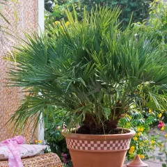 Un jeune palmier prêt à être planté en pleine terre, avec ses feuilles vertes luxuriantes.