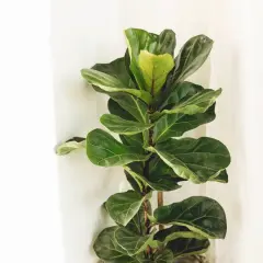 Un grand figuier lyre aux feuilles vertes luxuriantes se dresse près d'un mur blanc, apportant une touche de nature à l'intérieur.