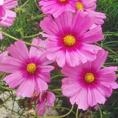 Fleurs de cosmos roses éclatantes, leurs cœurs jaunes contrastant avec le feuillage vert. Une pensée sur que faire des cosmos en hiver.