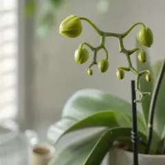 Des bourgeons verts promettent une nouvelle floraison. Voici comment faire refleurir une orchidée pour profiter de ses futures fleurs.
