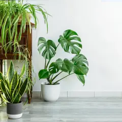 Un salon moderne avec une **déco salon plante verte** luxuriante. Un Monstera, un Sansevieria et un Chlorophytum apportent une touche de nature.