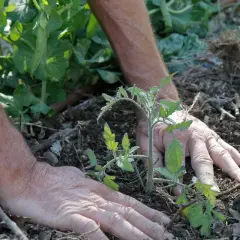 Mains expertes guidant un jeune plant de tomate dans la terre. Apprenez comment planter des tomates en pleine terre pour un jardin florissant.