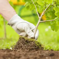 Main verte gantée plante un jeune arbuste aux feuilles vertes dans la terre. Le bon moment pour planter des arbustes est crucial pour leur croissance.
