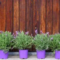 Quatre pots de lavande en fleurs, prêts à être plantés, alignés devant un mur en bois brun.