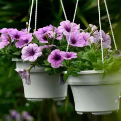 Deux pots suspendus débordent de semis de pétunias aux fleurs violettes et roses.