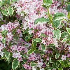 Gros plan sur un arbuste de weigelia aux fleurs roses et blanches et aux feuilles panachées. Sa hauteur est idéale pour un petit jardin.
