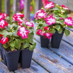 Deux plants d'impatience fleur, aux pétales bicolores rouge et blanc, attendent d'être plantés. Ils sont prêts pour l'intérieur ou l'extérieur.