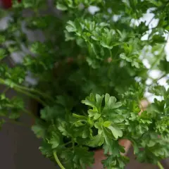 Gros plan sur un persil en pot, ses feuilles vertes et frisées prêtes à parfumer vos plats.