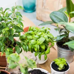 Plusieurs plantes vertes en pot, dont du basilic, sur un fond clair.