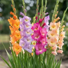 Un bouquet de glaïeuls aux couleurs vives, une **fleur de naissance** éclatante, dans un jardin verdoyant.