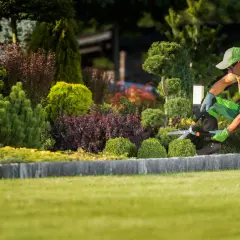 Un jardinier taille un arbuste persistant aux formes arrondies. Le gazon est parfaitement entretenu.