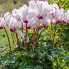 Un bouquet de cyclamen vivace aux pétales blancs et roses, aux feuilles vertes marbrées, s'épanouit dans un jardin verdoyant.